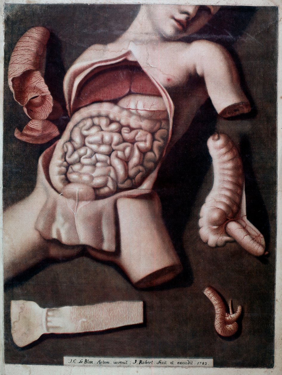 Tablica anatomiczna przedstawiająca wnętrze brzucha człowieka: jelita, żołądek. 1742. Kolekcja prywatna autorstwa Unknown artist