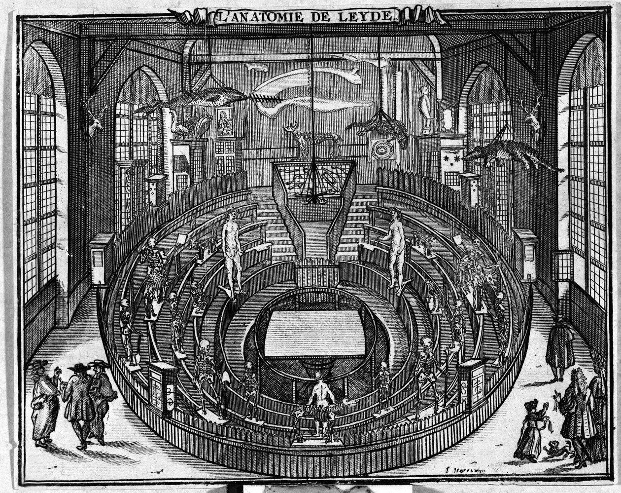 Teatr anatomiczny Uniwersytetu w Leiden, koniec XVII wieku. autorstwa Unknown artist