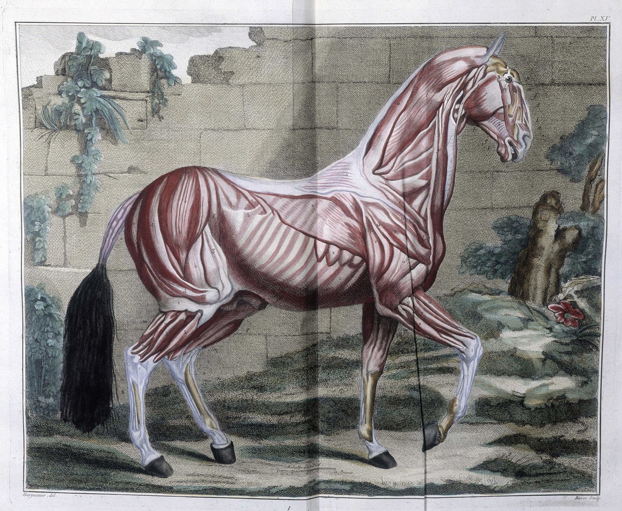 Anatomia konia: „”Kurs Hipiatrii, kompletny traktat o medycynie koni”” autorstwa P. E Lafosse autorstwa Unknown artist