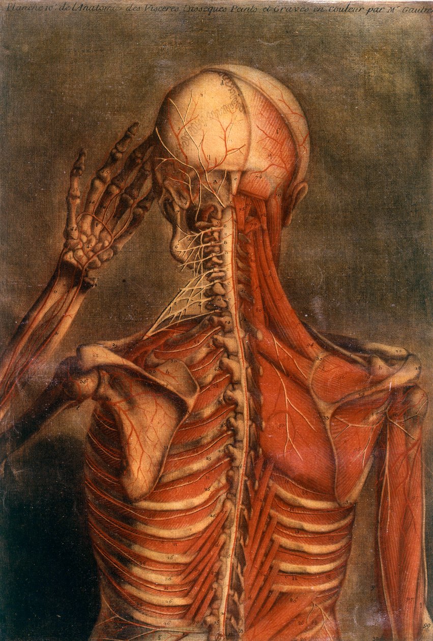 Anatomia ludzkiego ciała: kora widziana z tyłu. XVIII-wieczna komisja lekarska Paryż, B.N. autorstwa Unknown artist