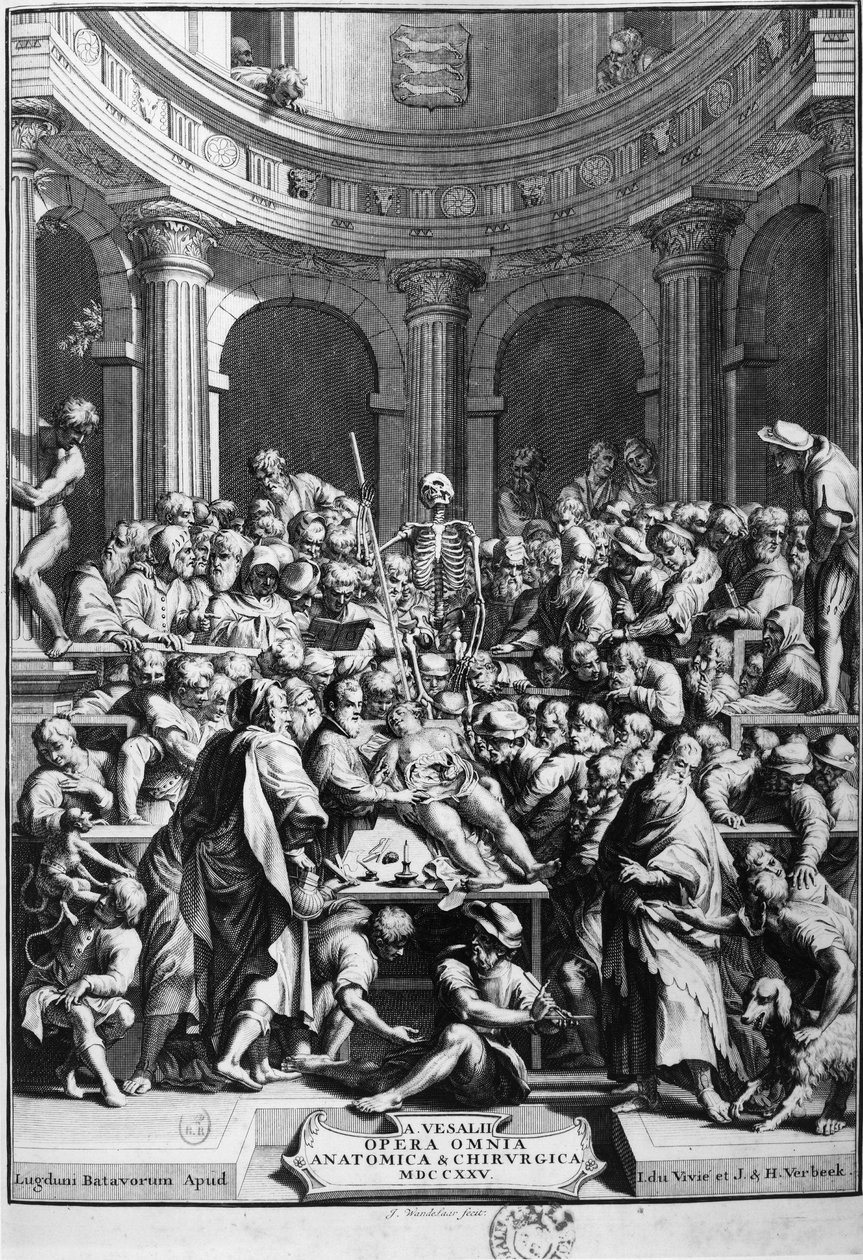 André Vésale (1514-1564), twórca nowoczesnej anatomii, nauczyciel anatomii i chirurgii (po łacinie: Andrea Vesalius, po holendersku: Andries Van Wesel). autorstwa Unknown artist