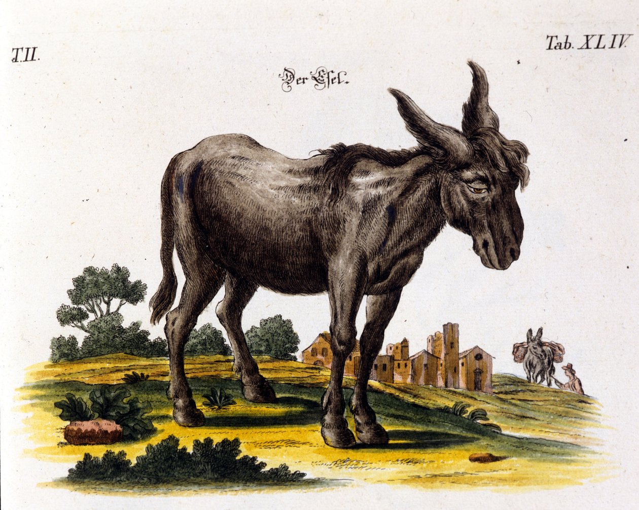 Ankey. XVIII-wieczna reprezentacja. autorstwa Unknown artist