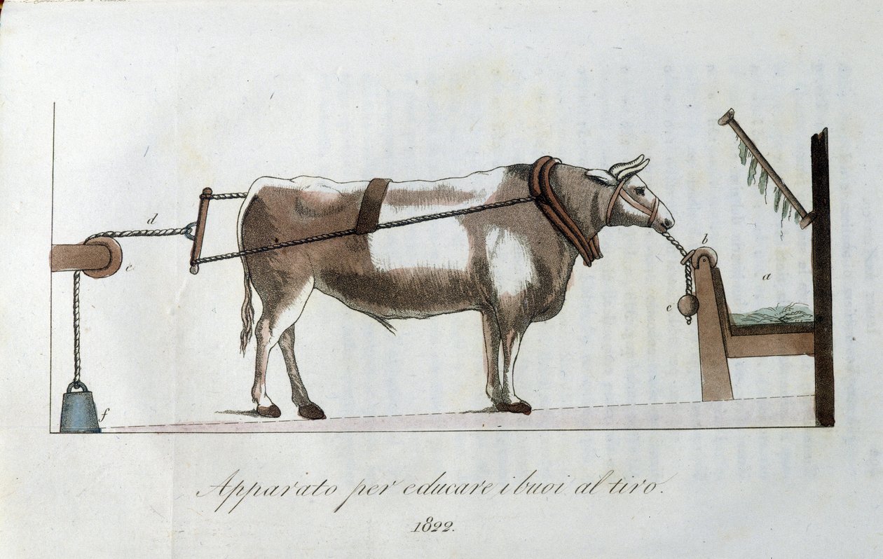 Aparatura do przyzwyczajania wołów do linii. Tabliczka zaczerpnięta z „Journal of Agriculture, arts and technology”” (Revue d