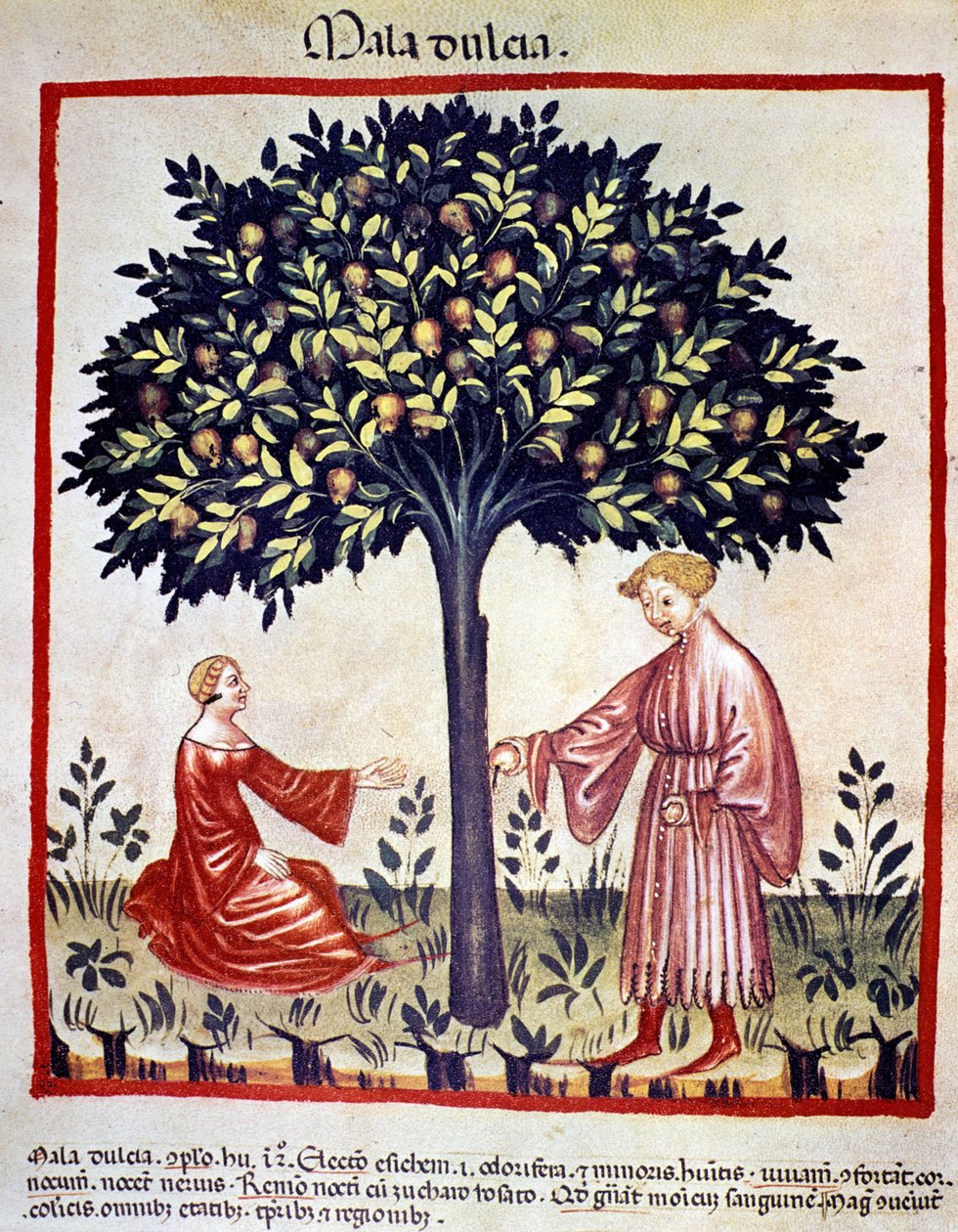 Zbieranie jabłek. Oświetlenie z doju medycyny i dietetyki „”Tacuinum sanitatis”” autorstwa Unknown artist