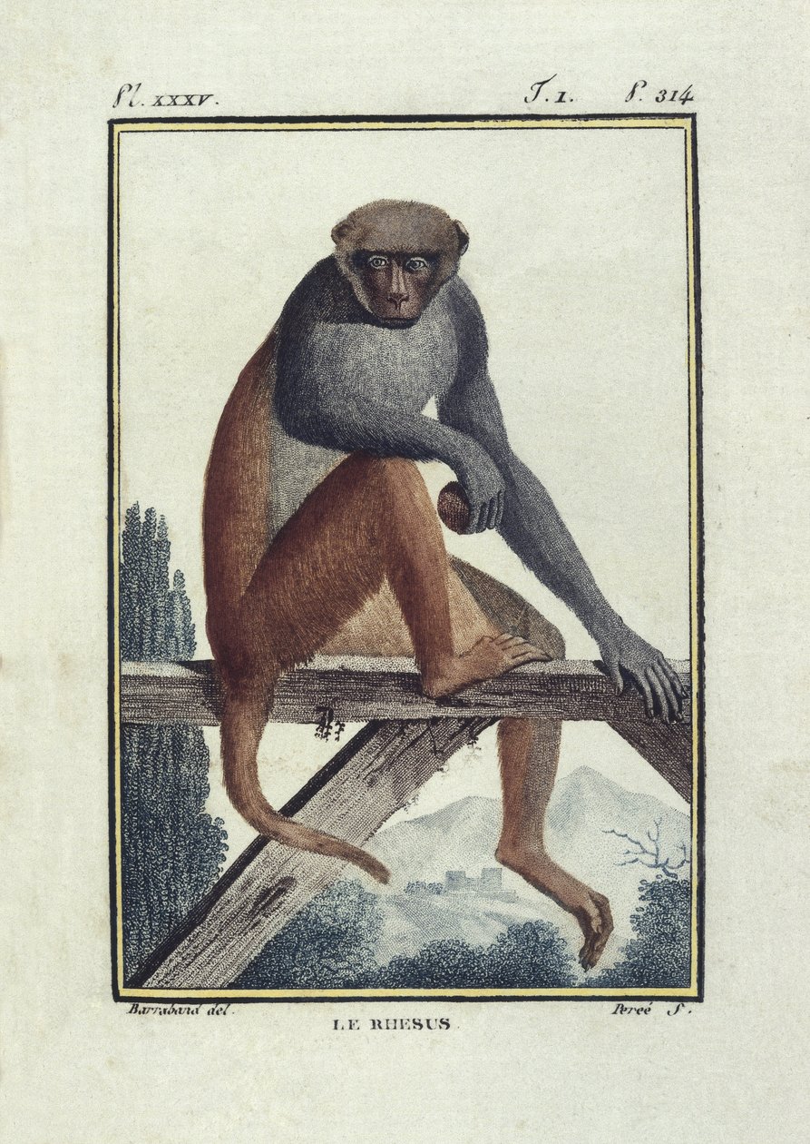 BUFON, Georges-Louis Leclerc, hrabia (1707-1788). Małpy rezusy (rhesus). Ilustracja do "Histoire naturelle, generale et particular" autorstwa Unknown artist