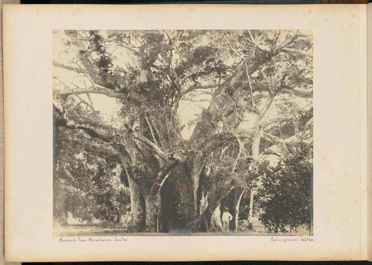Drzewo baobabu. Mombassa. autorstwa Unknown artist
