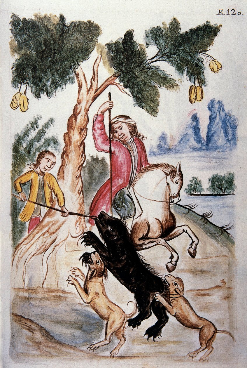 Polowanie na niedźwiedzie, z książki „Trujillo of Peru” lub „Codex Martinez Companion”, autorstwa Balthazara Martinez Companion i Bujanda, biskupa Trujillo (1782-1785) autorstwa Unknown artist