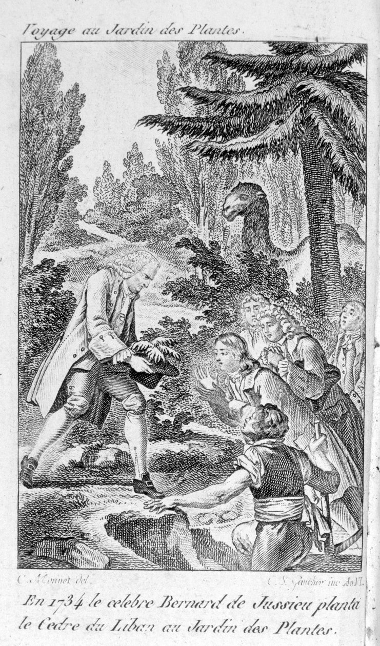 Bernard de Jussieu, francuski botanik (1699-1777) sadzi cedr z Libanu w ogrodzie roślin w Paryżu autorstwa Unknown artist