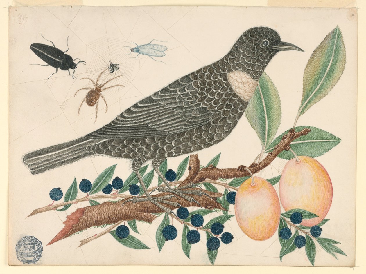 Czarny ptak z jagodami i morelami autorstwa Unknown artist