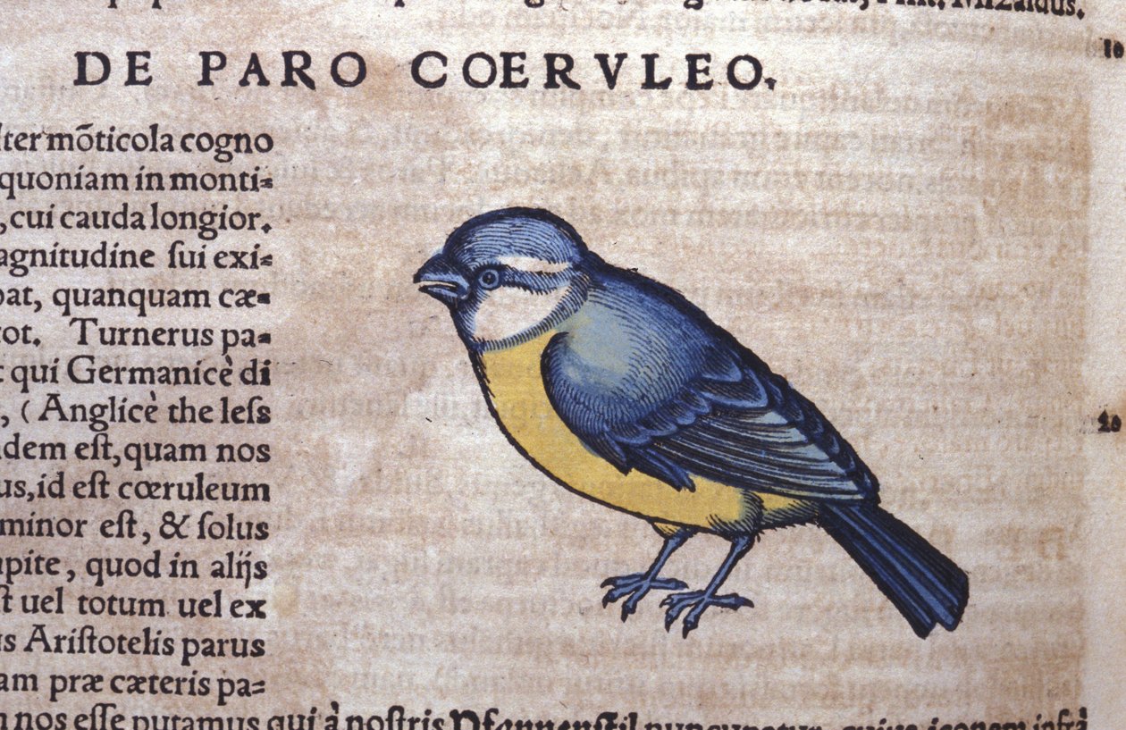 Blue Passereau w Historia Animalium Conrada Gesnera (1516-1565), Tiguri autorstwa Unknown artist