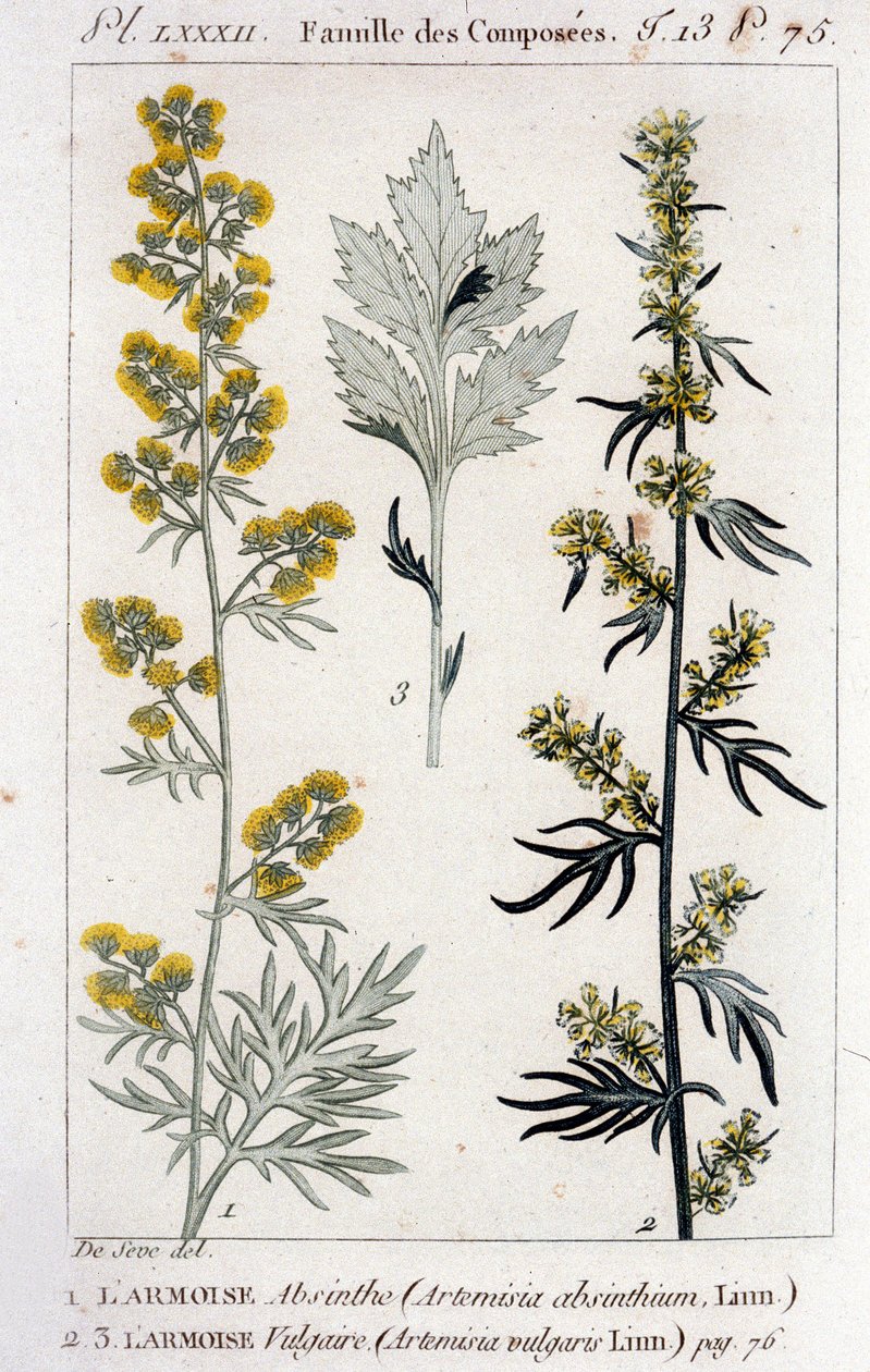 Talerz botaniczny: Sagebrush Absinthe (Artimisia Absinthium) i Sagebrush Vulgaris (Artimisia Vulgaris). Grawerowanie XVIII wieku autorstwa Unknown artist