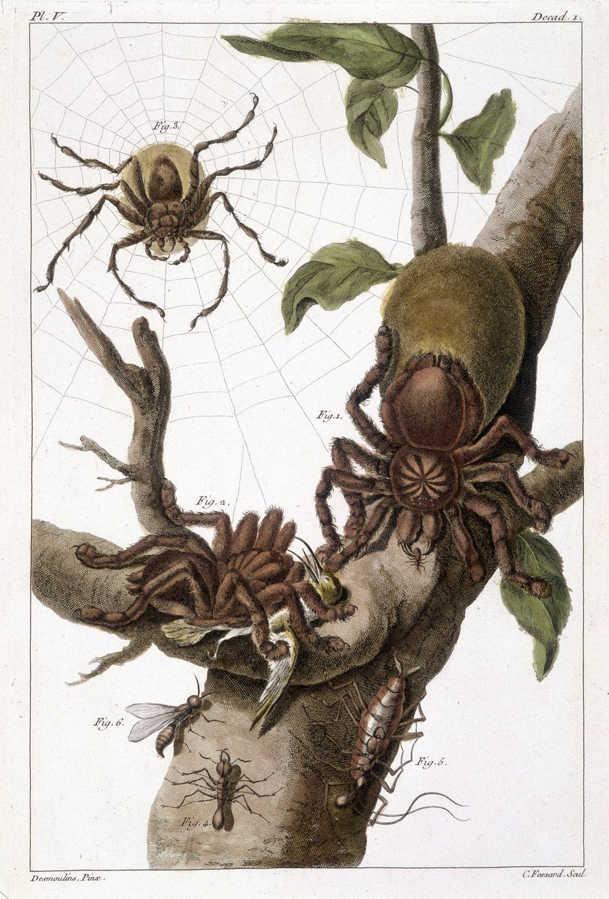 Tablica botaniczna: 1) Pająk z Surinamu na kokonie guajave i gąsienicy 2) ten sam pająk pożerający kolibra, stąd nazwa Aranea avicularia Linn 3) Łowca pająków z Linneus, Surinam 4) Mrówka z Surinamu 5) Nimfa tej mrówki 6) Skrzydlata mrówka - w „” To q? To  autorstwa Unknown artist