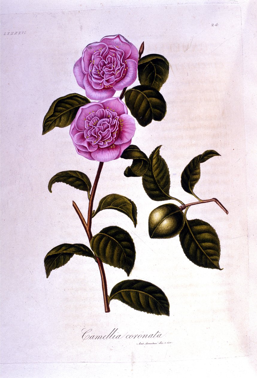 Tablica botaniczna: Camelia. Grawerowanie z XIX wieku autorstwa Unknown artist