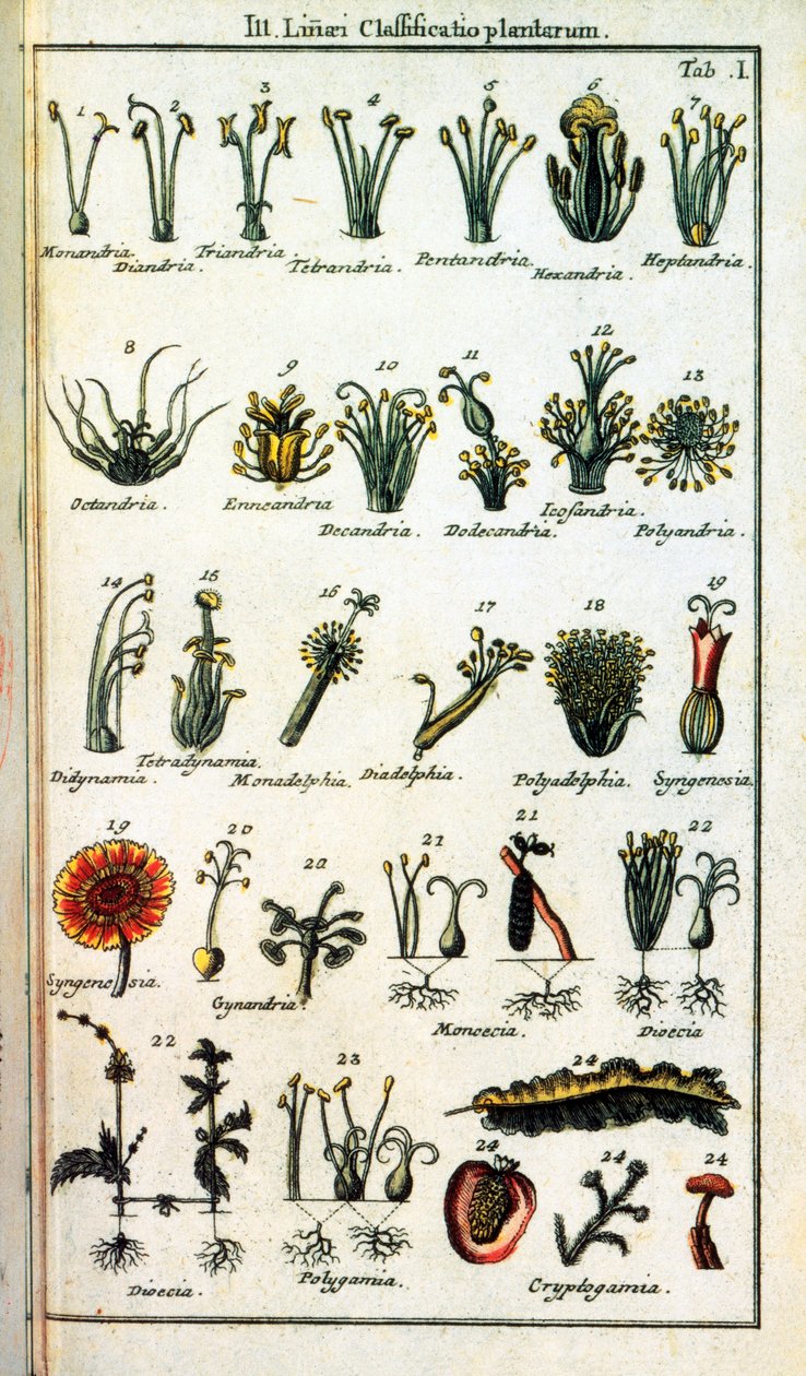 Tablica botaniczna: Klasyfikacja roślin Carla von LINNE (1707-1778), szwedzkiego przyrodnika w „Compendium Botanices Systematis Linnean”. Wydanie autorstwa Unknown artist