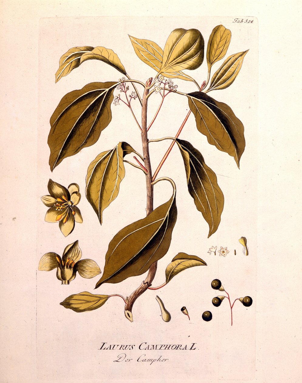 Deska botaniczna: kamfora (Laurus Camphora). Grawer „” da Icons Plantarum medicinalium”” autorstwa Josepha Jacoba von Plencka, austriackiego lekarza i botanika (1738-1807), Wiedeń 1791. autorstwa Unknown artist