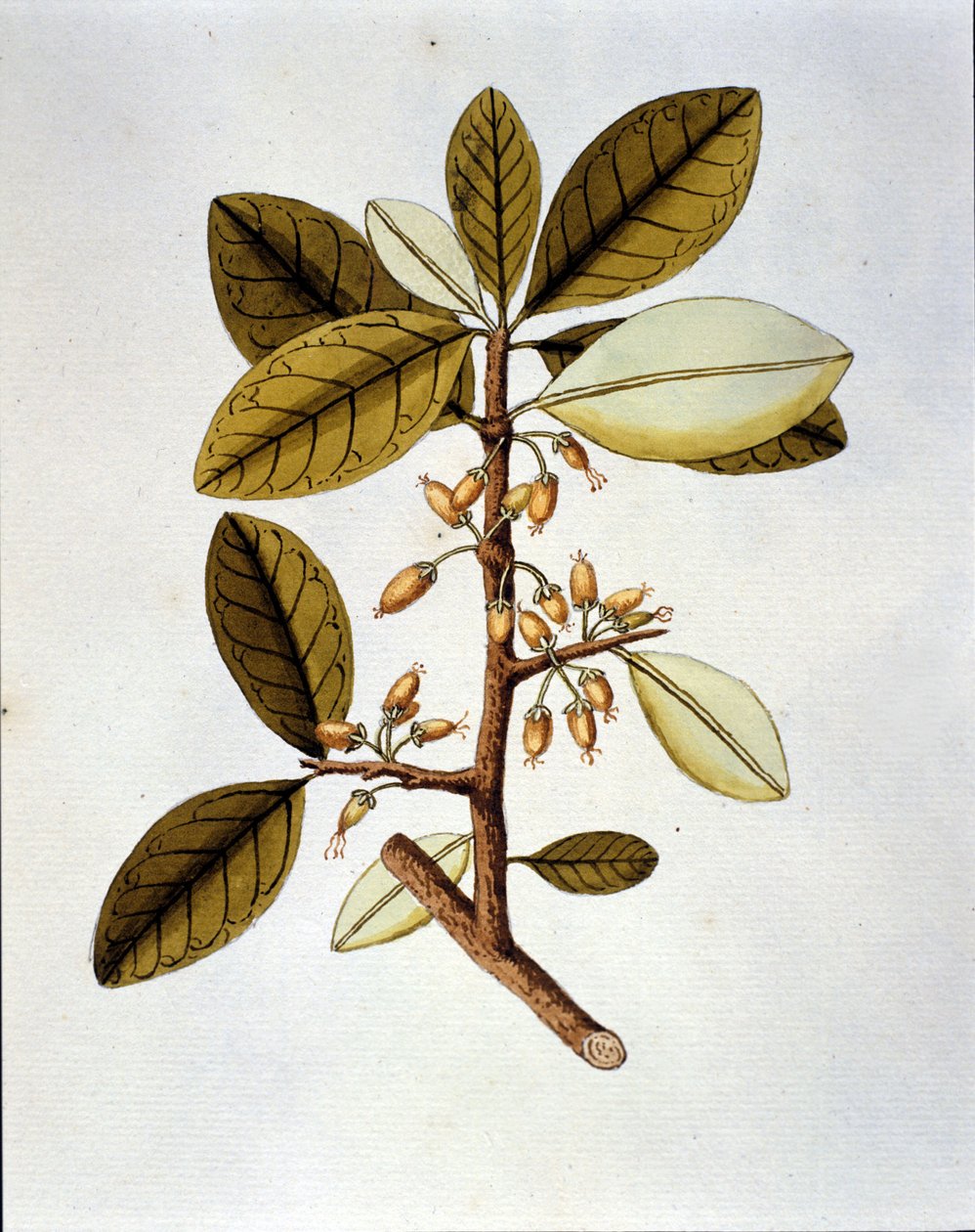 Tablica botaniczna przedstawiająca kokę (Erytroxilum Havanense) z zielnika Nicolasa Josepha Jacquina „Selectarum Stirpium Americanarum Historia”. sd początku XVIII wieku. autorstwa Unknown artist