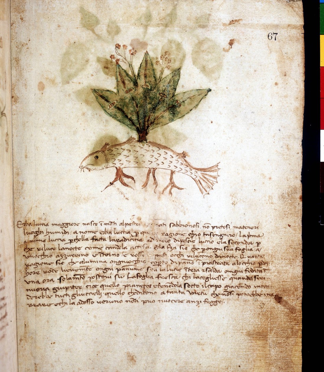 Tablica botaniczna przedstawiająca trawę „luccia maggiore” lub trawę w kształcie szczupaka. Biblioteka w Rimini autorstwa Unknown artist
