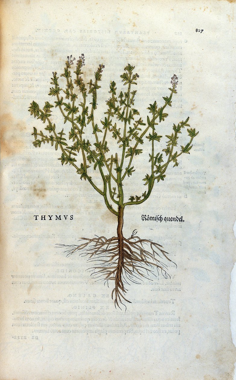 Talerz botaniczny: Zielnik z tymiankiem (grasicą) autorstwa Lheonarda Fuchsa, „Historia Stirpium”, Bale autorstwa Unknown artist