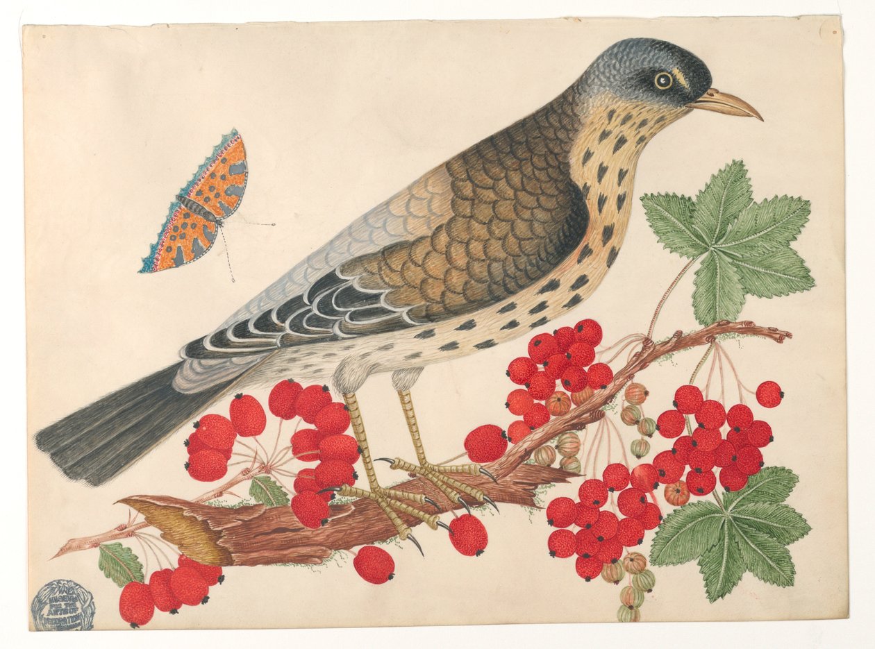 Brązowy ptak na gałęzi z persymonami i motylem autorstwa Unknown artist