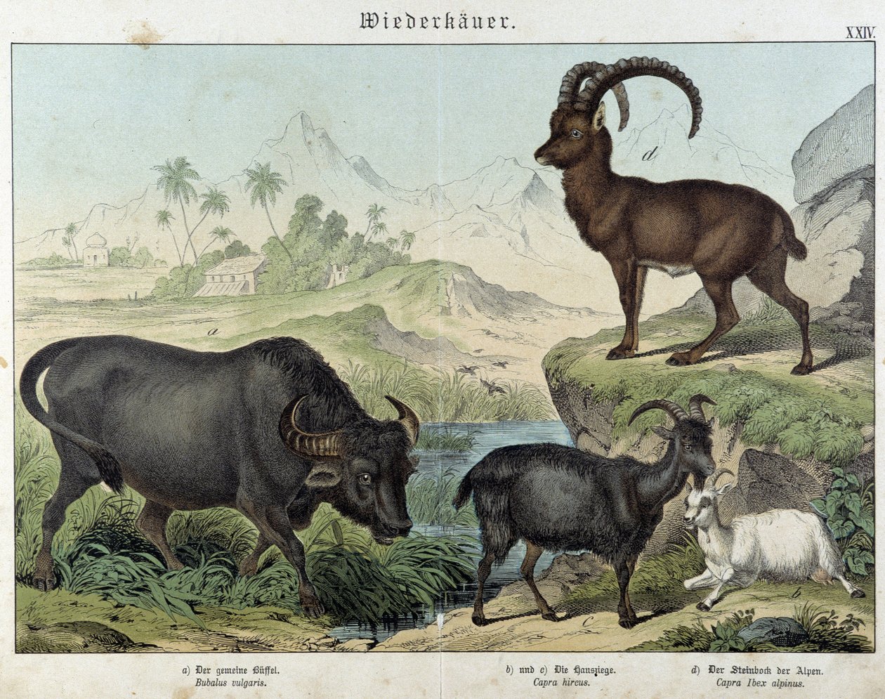 Bawół, koza, koza i koziorożec - w „„Historie naturalne ssaków””, wyd. Schreiber autorstwa Unknown artist