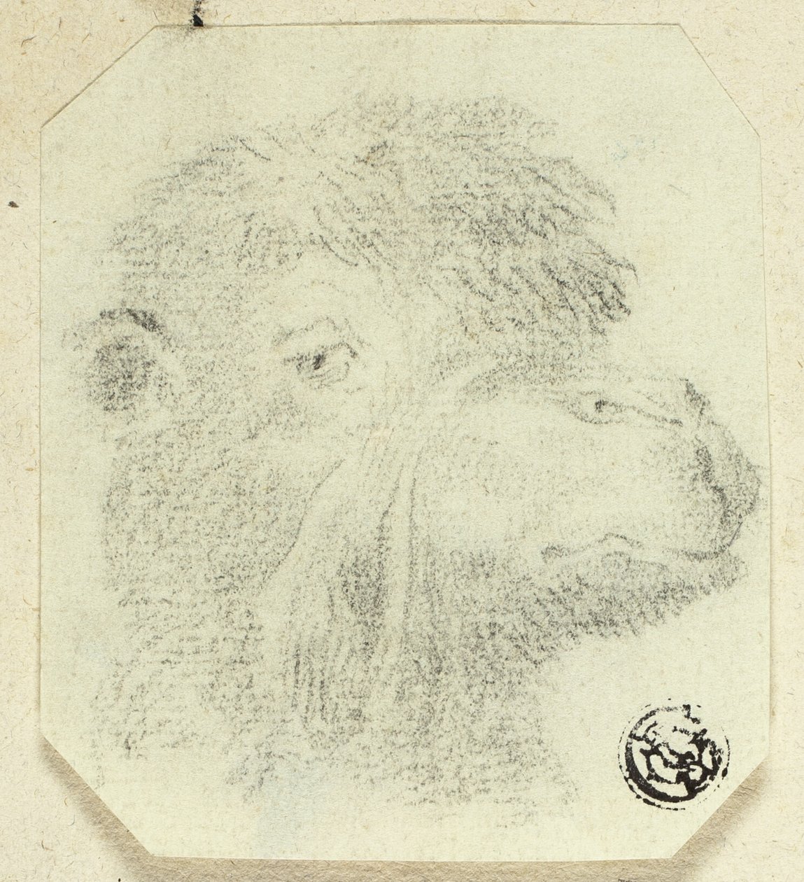 Głowa wielbłąda skierowana w prawo autorstwa Unknown artist
