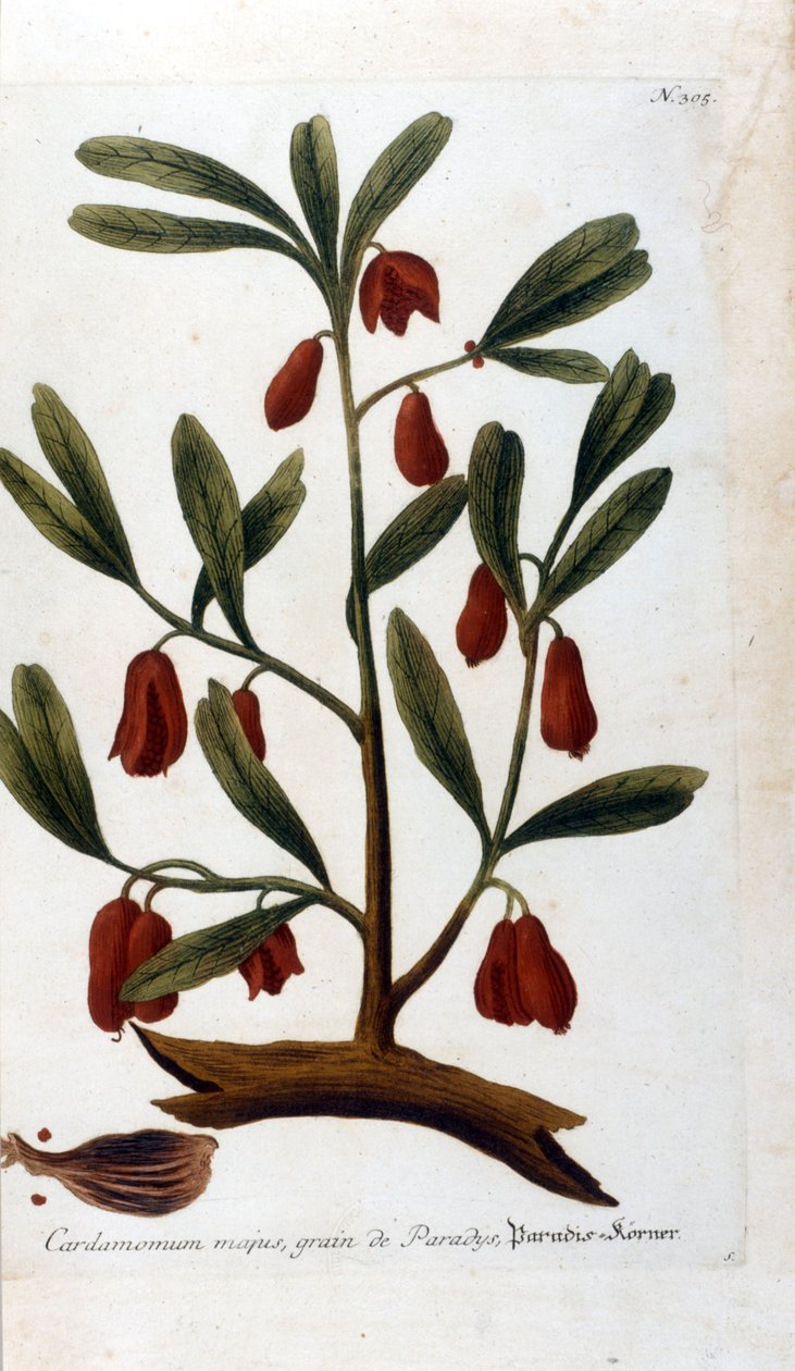 Kardamon. Grawerowanie XVIII wieku. autorstwa Unknown artist