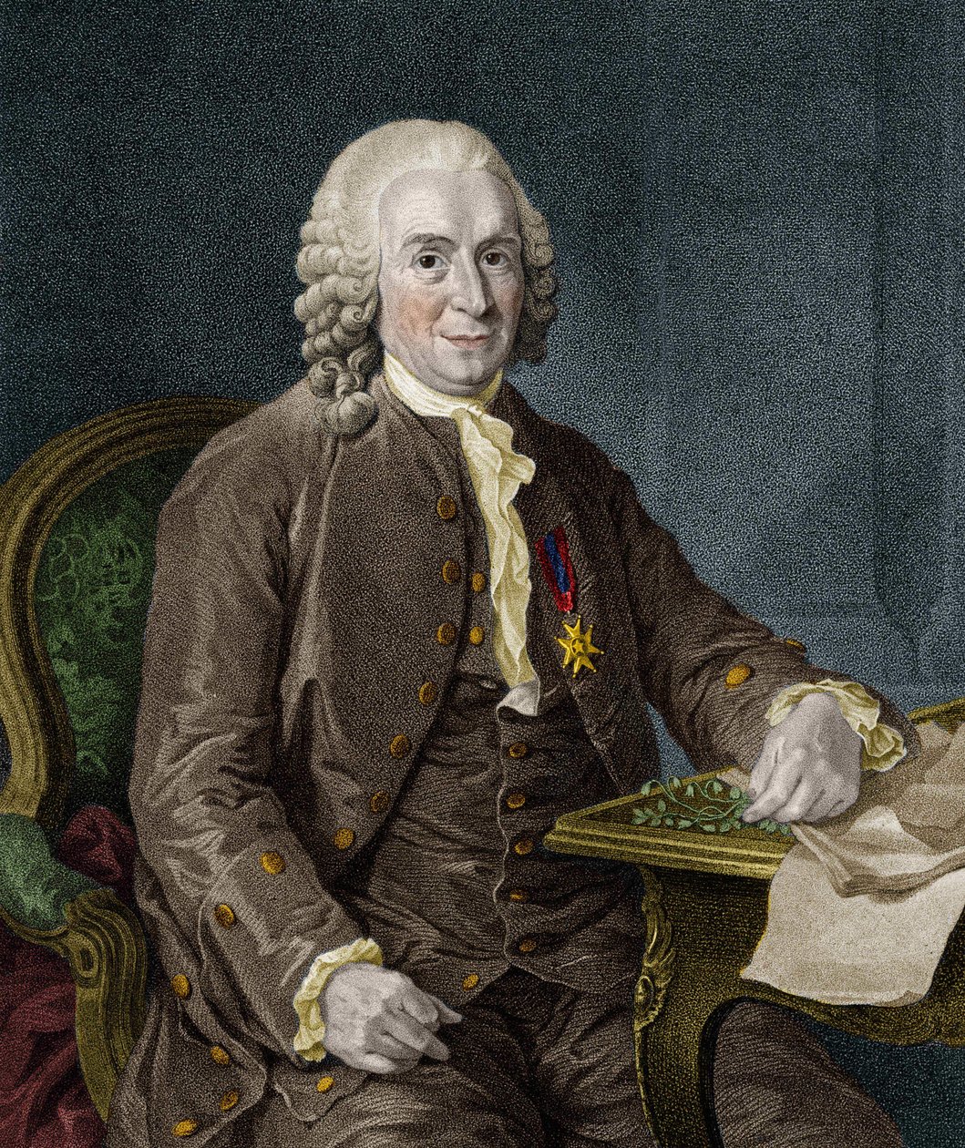 Carl Von Linné Szwedzki przyrodnik i pisarz (1707-1778). autorstwa Unknown artist