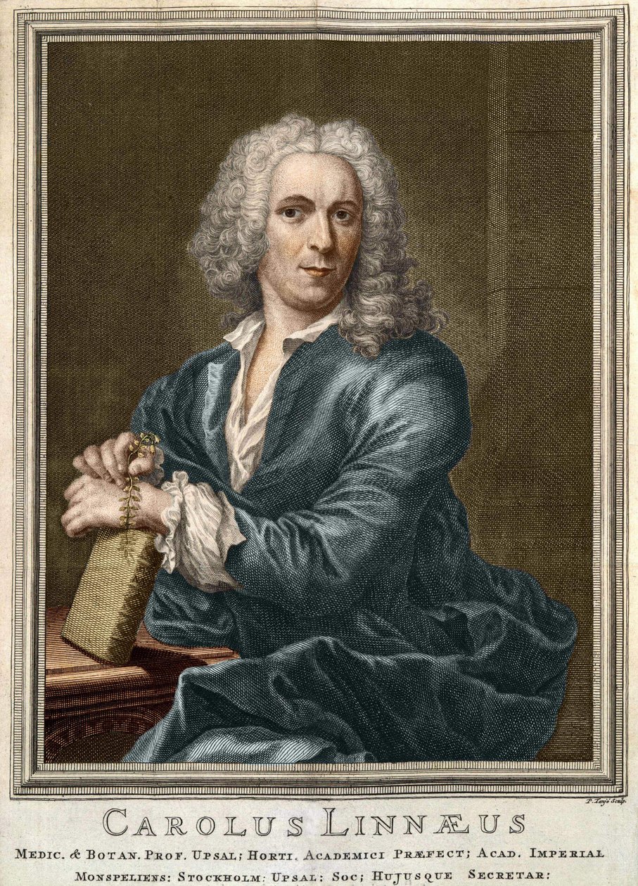 Carl Von Linné szwedzki przyrodnik i pisarz (1707 - 1778) autorstwa Unknown artist