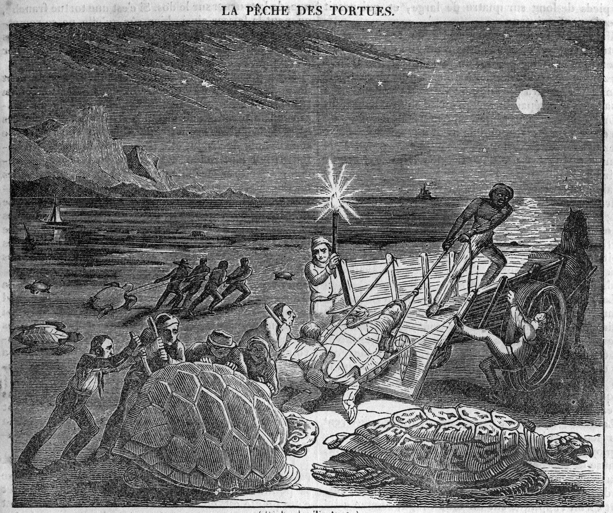 Łapanie żółwi na wybrzeżu Kuby - rycina XIX wiek autorstwa Unknown artist