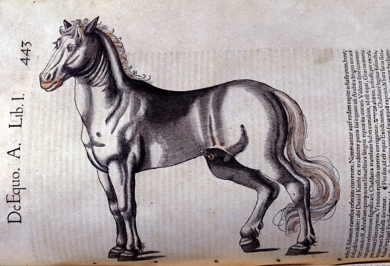Kawaler. w Historia Animalium Conrada Gesnera (1516-1565), Tiguri autorstwa Unknown artist
