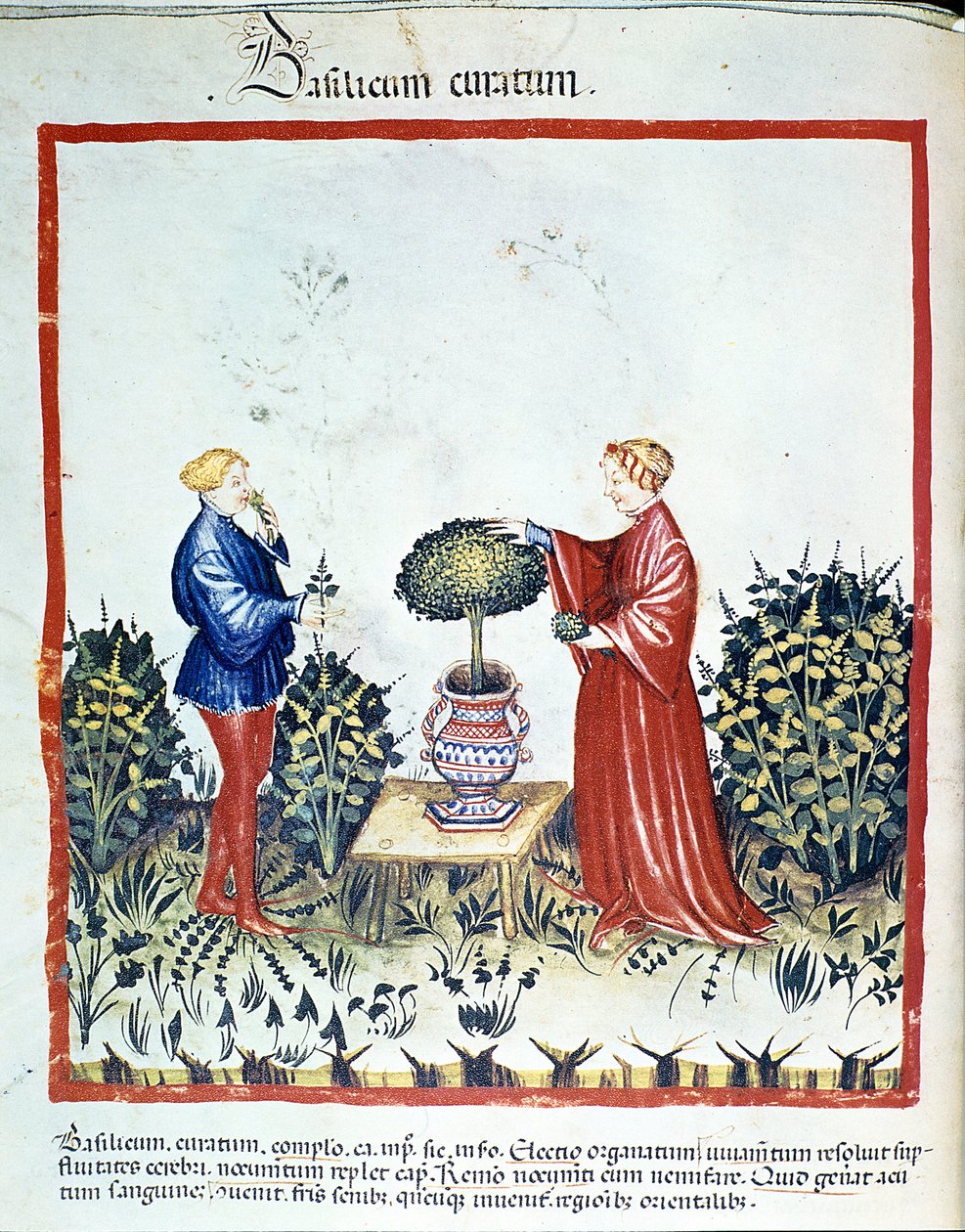 Zbierz bazylię. Oświetlenie z handlu lekami i dietetyką „”Tacuinum sanitatis””po handlu lekami „”Kitabtaqwim as-sihha””(„Kitabtaqwim as sihha”) Ibn Butlan autorstwa Unknown artist