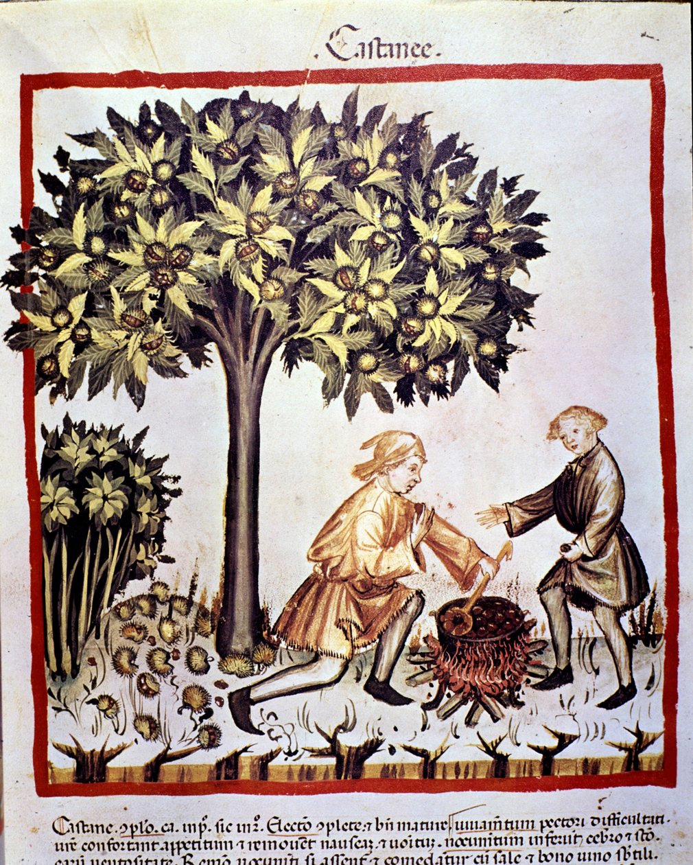 Zbiór i przygotowanie kasztanów jesienią. Oświetlenie z doju medycyny i dietetyki „”Tacuinum sanitatis”” autorstwa Unknown artist