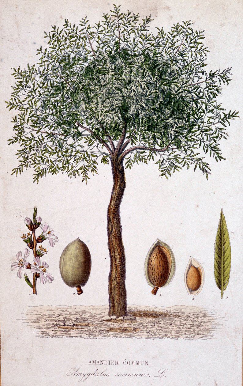 Migdałowiec pospolity - deska botaniczna autorstwa Unknown artist
