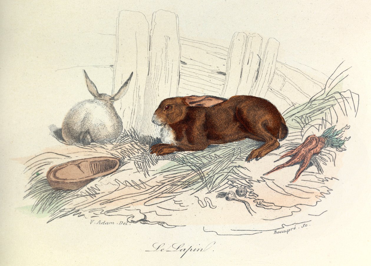 "Completes de Buffon" z nomenklaturą Linneusza i klasyfikacją Cuviera: Les animaux: Królik (rycina) autorstwa Unknown artist