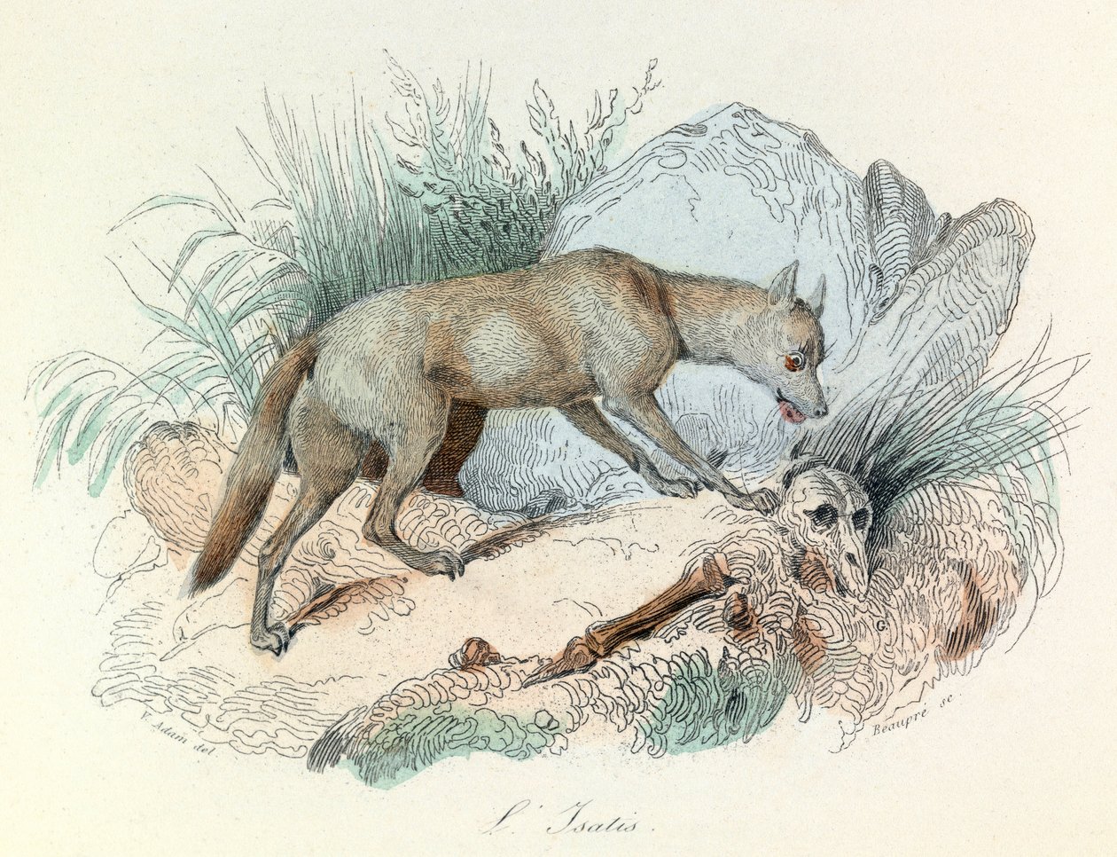 "Completes de Buffon" z nomenklaturą Linneusza i klasyfikacją Cuviera: Les animaux: Lis arktyczny (rycina) autorstwa Unknown artist