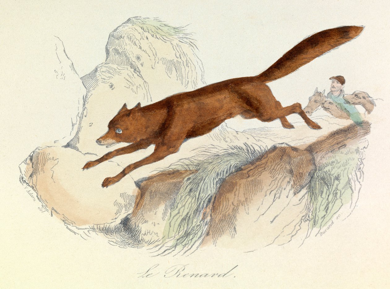 "Completes de Buffon" z nomenklaturą Linneusza i klasyfikacją Cuviera: Les animaux: Lis (rycina) autorstwa Unknown artist