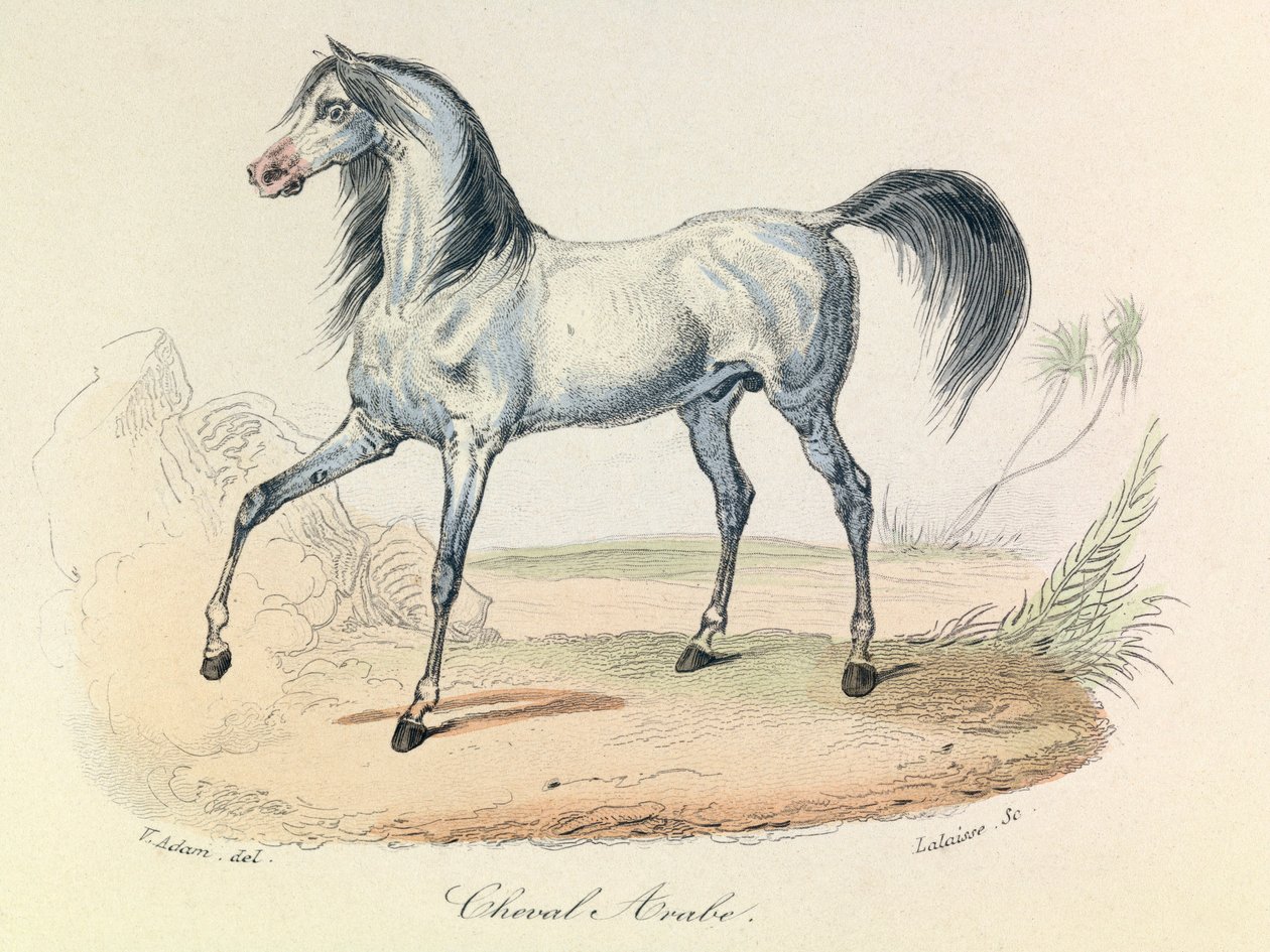 "Completes de Buffon" z nomenklaturą Linneusza i klasyfikacją Cuviera: Les animaux: Cheval Arabe (rycina) autorstwa Unknown artist