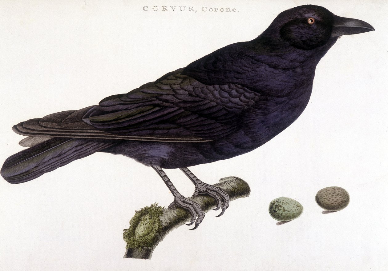 Corone kruk - tablica historii naturalnej autorstwa Unknown artist
