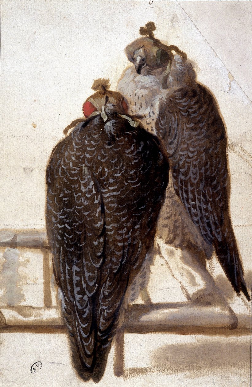 Kilka jastrzębi. Rysunek z XVIII wieku. autorstwa Unknown artist