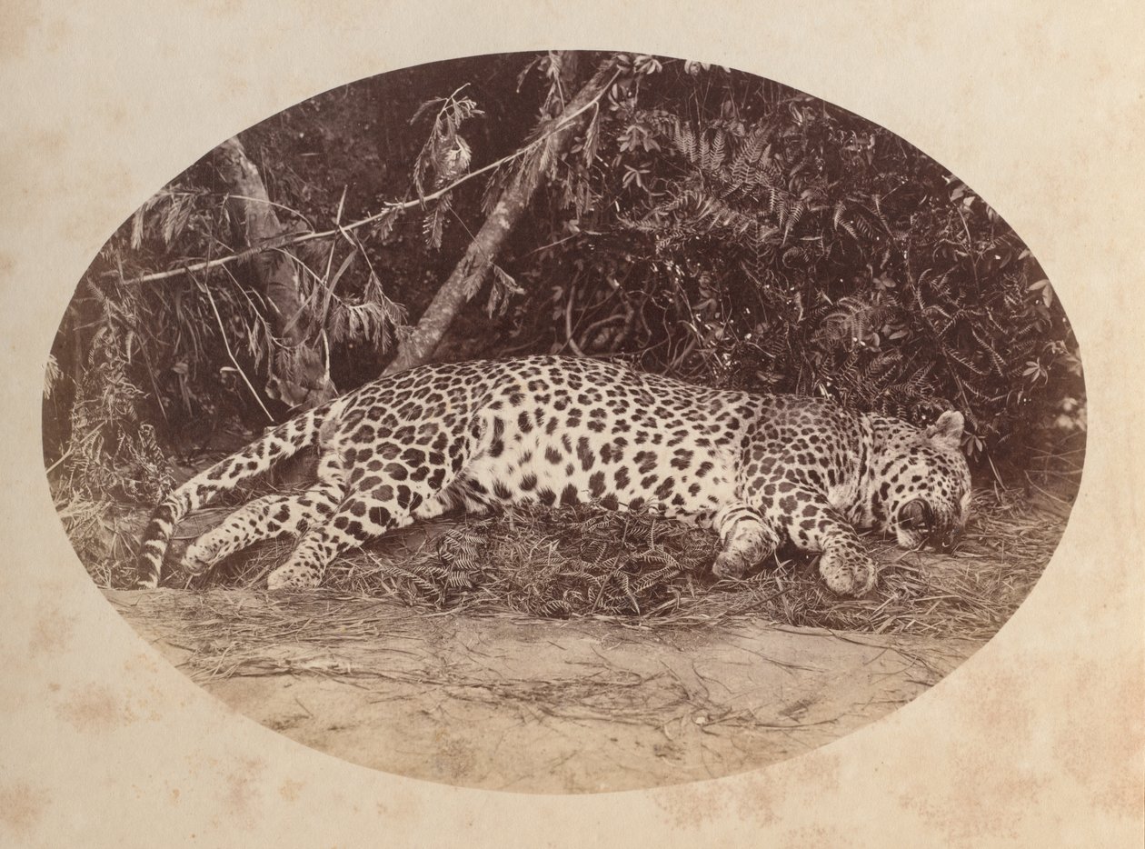 Martwy lampart autorstwa Unknown artist