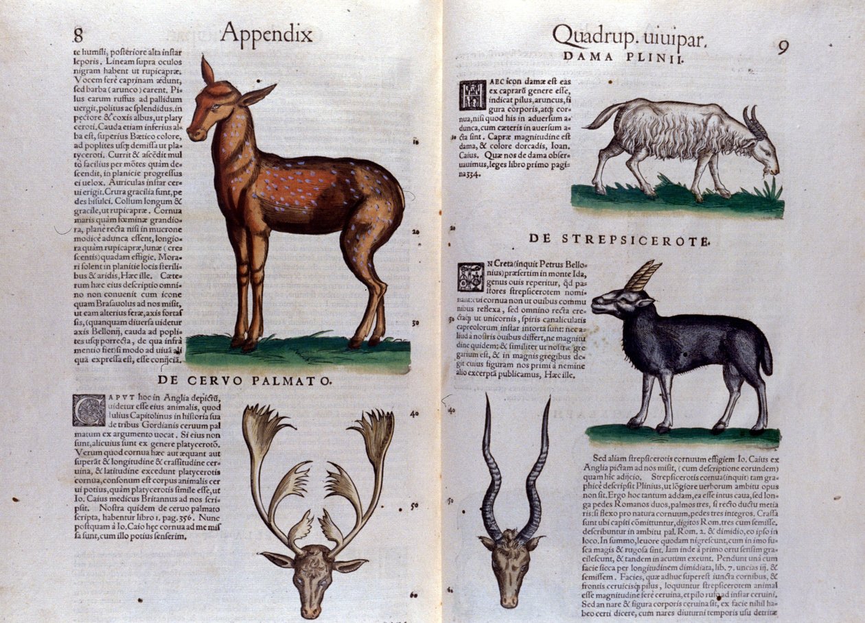 Jeleń i antylopa - w Historia Animalium Conrada Gesnera (1516 - 1565), Tiguri autorstwa Unknown artist