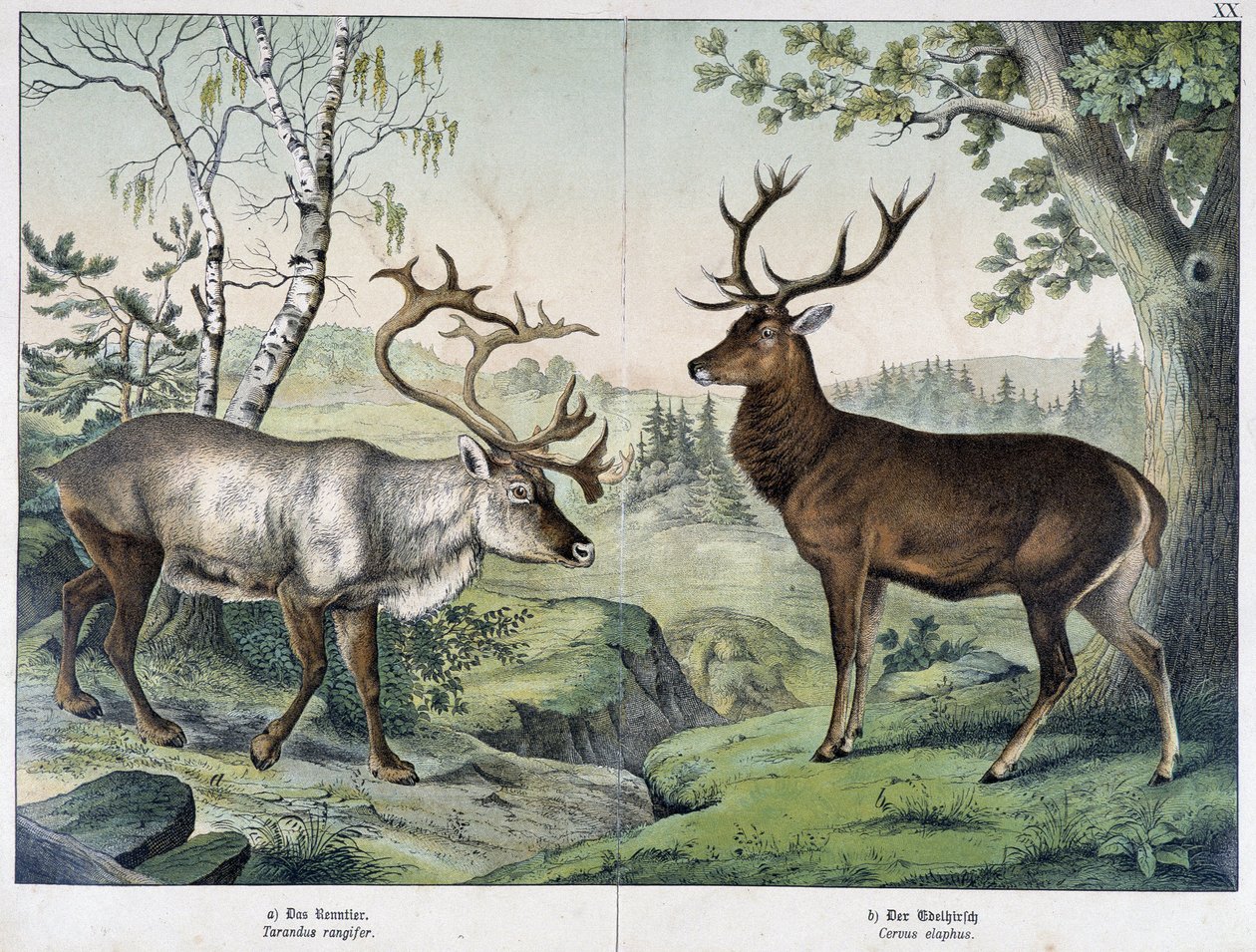 Jelenie - w „Historii naturalnej ssaków”, wyd. Schreiber autorstwa Unknown artist