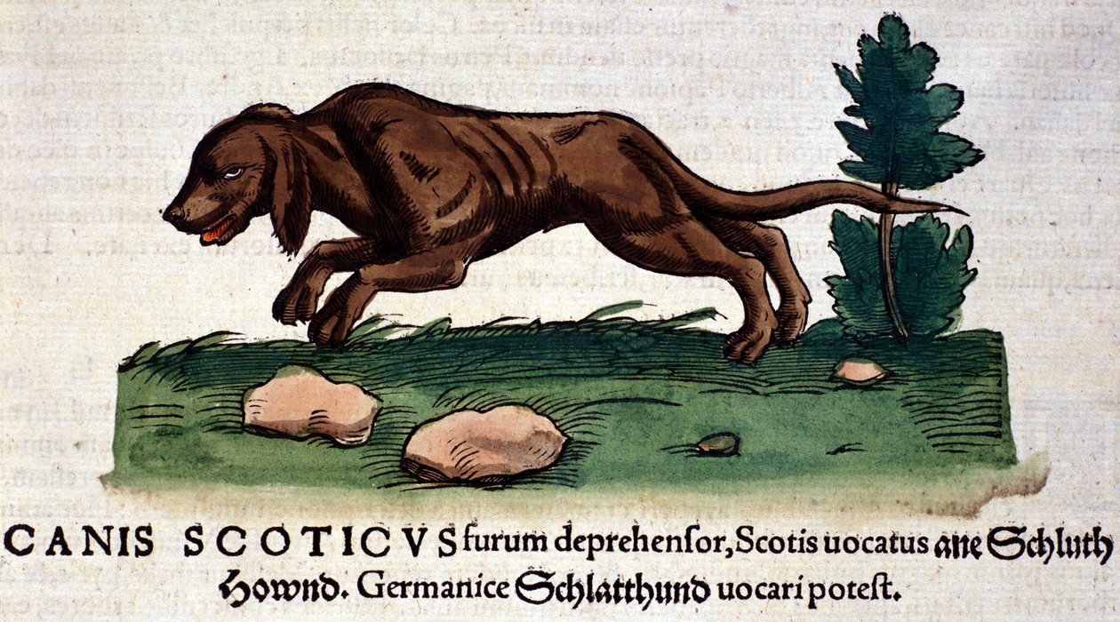 Pies z Historii Animalium Conrada Gesnera, Tiguri 1560. Biblioteca Nazionale Braidense. Mediolan autorstwa Unknown artist