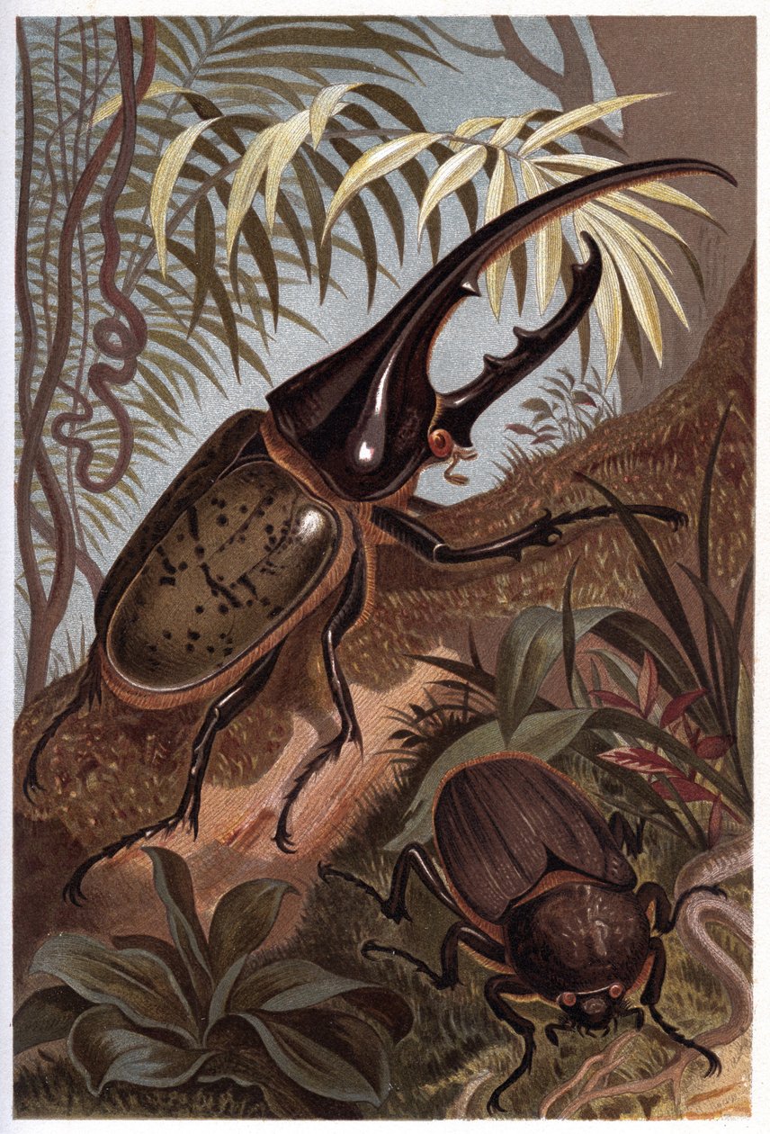 Dynastes hercules, skarabeusz nosorożec - chrząszcz Herkules autorstwa Unknown artist