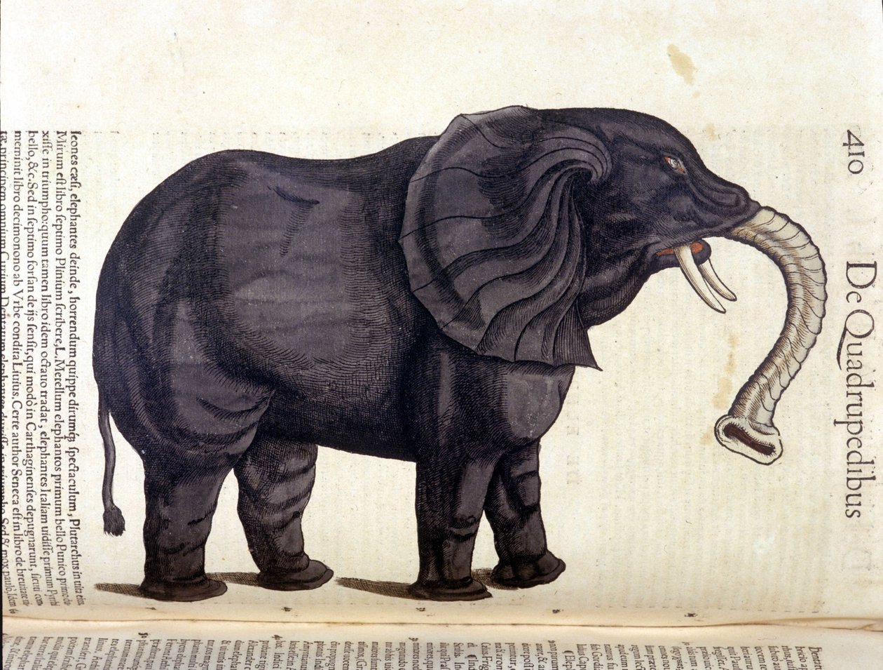 Słoń z Historii Animalium Conrada Gesnera, Tiguri 1560. Biblioteca Nazionale Braidense. Mediolan autorstwa Unknown artist