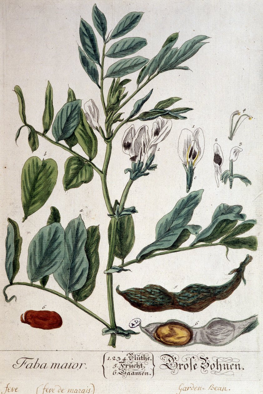 Faba Major (święto bagienne) - plansza botaniczna autorstwa Unknown artist