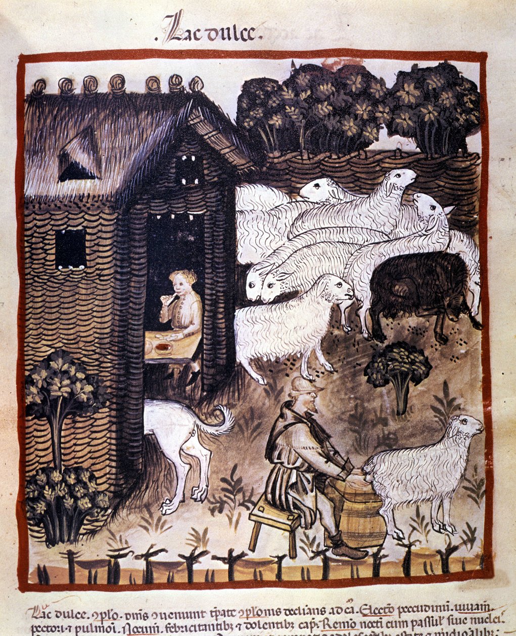 Praca w gospodarstwie: dojenie owiec do produkcji mleka i sera. Oświetlenie z doju medycyny i dietetyki „”Tacuinum sanitatis”” autorstwa Unknown artist
