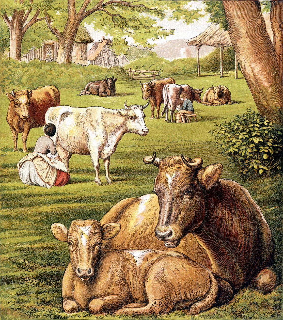 Rolnicy ciągnący mleko. 19 wiek. autorstwa Unknown artist