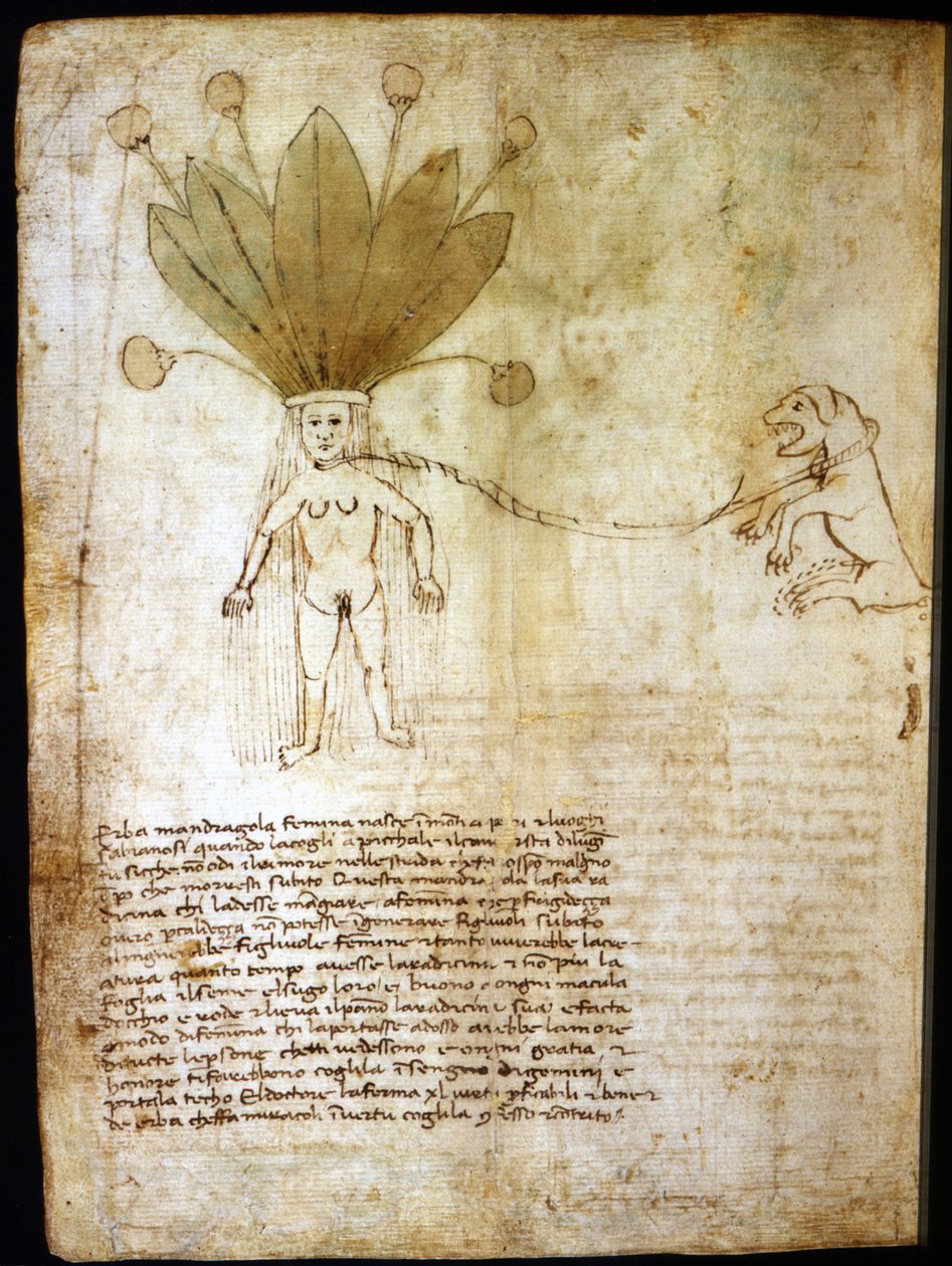 Samica mandragory, pozyskiwana z ziela z XIV wieku. autorstwa Unknown artist