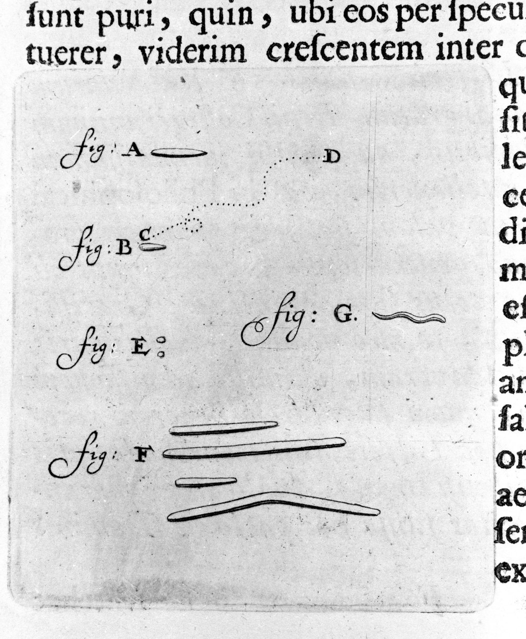 Pierwsza reprezentacja bakterii Opis holenderskiego handlowca i naukowca Antoine van Leeuwenhoek (lub Leeuvenhoek Leeuwenhoeck) (lub Antoni lub Anthonie) (1632-1723) po badaniu bakterii w jego jamie ustnej. Grawer z „Arcana Natura Detecta” 1695. autorstwa Unknown artist